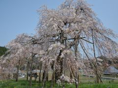 満開の桜と美術館、途中下車は畑の枝垂れ桜 in Siga