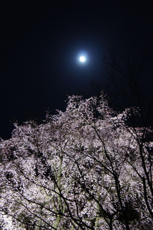 今年は西日本から東日本へと桜を追って旅しようと思います。<br /><br />まず始めは住んでる関東から。<br />4月4日の14時-19時くらいまで六義園のシダレを花見してました。<br />(この頃はまだ千鳥ヶ淵ほかソメイヨシノ系の名所は咲いてませんでした)<br /><br />メジロが春をうたい花は風になびき天には煌々と輝く月。<br />嗚呼なんという花鳥風月～。