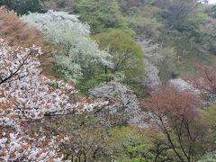 森林総合研究所多摩森林科学園 のサクラ保存林/里山に咲き乱れるサクラの数々