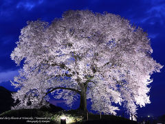 わに塚の桜（王仁塚の桜/わにづかのさくら）のライトアップ　/山梨県韮崎市