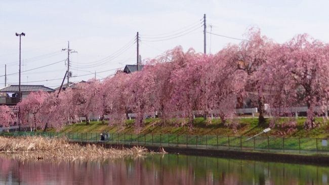 乙戸沼公園で釣りのオジサンに教えて貰った所が・・・牛久市の二池公園でした。<br /><br />近くへ行ったら、見事な枝垂れ桜の並木があり、これだったら教え甲斐がある立派な桜並木でした。<br /><br />オジサン有り難うございました。<br /><br />住所は牛久市上柏田1丁目です。