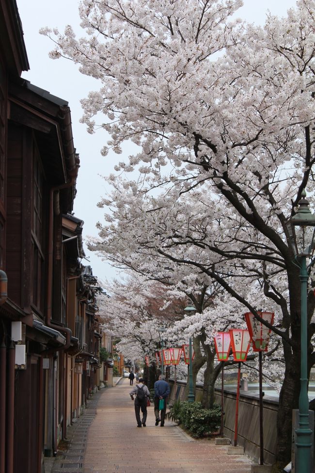 金沢の桜の名所といえば…　「兼六園」！！<br />加賀百万石前田家の庭園、国の特別名勝「兼六園」には、<br />ひとつの花に300枚の花弁を付ける兼六園菊桜、<br />ヤマザクラの大木・旭桜、兼六園熊谷桜など…<br />約420本の桜があります。。。<br />その「兼六園」で“花見団子”をいただきながらのお花見もいいけれど、<br />浅野川のほとり、金沢三茶屋街のひとつ<br />「主計町（かずえまち）」界隈の桜並木もとってもきれい♪<br />（「主計町」は金沢の人気の観光地「ひがし茶屋街」とも近いのです。）<br /><br />雪が多かった北国にも、ようやく訪れた春…。<br />ちょっと暖かな“ハナ曇り”だったこの日、<br />浅野川のほとりを満開の桜の花を愛でながら、<br />ひとり、のんびりと散策を楽しみました。。。<br /><br />そして、ランチは尾張町の「壺屋壺亭」で「治部煮御膳」♪<br />リーズナブルな上に、昔よくいただいた加賀の家庭の品々がたっぷり♪<br />金沢生まれのkuritchiには、とっても懐かしい味でした。。。<br /><br />金沢が、また一段と　大好きになったkuritchiでした。。。<br /><br />ふるさとは遠きにありて思うもの…。<br />（室生犀星　「小景異情ーその二」）<br />年齢を重ねると、近きにありても懐かしきもの…。<br />（美味しきもの？！　kuritchi＾＾；）<br /><br /><br />（作製中）