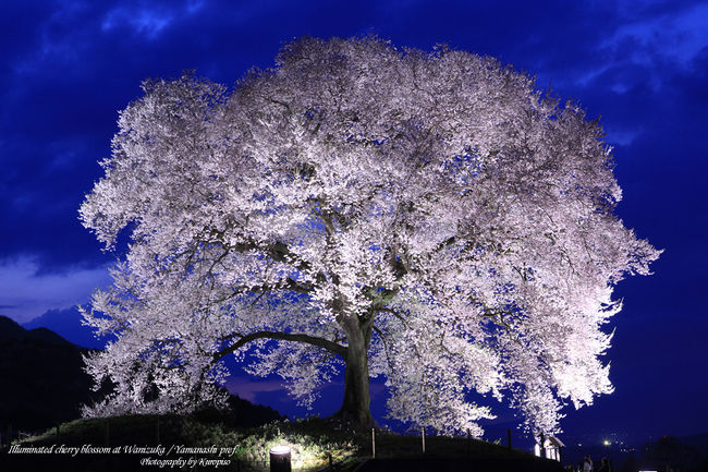 もはや説明不要の有名な桜となりました山梨県韮崎市のわに塚の桜（わにづかのさくら）。 <br /><br /><br />「わにづかのさくら」の表記は「王仁塚」、「わに塚」、「鰐塚」だったりしますが、<br />韮崎市のＨＰ上では「わに塚」となっているのでこれに従います。<br /><br />地形としては韮崎市の中央を釜無川が流れますが、<br />その河岸段丘にあるこんもりと盛り上がるわに塚の上にある一本桜です。<br /><br />この塚はこの地を治めた日本武尊（やまとたける）の王子、「武田王」のお墓で<br />あるので王仁族が住んでいた所とする説、<br />また形が鰐口ににているからわに塚、諸説あるそうです。<br /><br />サクラの品種はエドヒガンザクラ。<br /><br />樹齢約300年、樹高１７ｍ、幹回り３．６ｍ、枝張２３ｍで、<br />非常に均整のとれた美しい姿をしていて、<br />平成元年1月19日に韮崎市の天然記念物に指定されました。<br /><br /><br />今回は何年かぶりに訪れてみました。<br />開花時期には非常に多くの人が訪れます。<br />晴れた日には八ヶ岳、茅ヶ丘が遠望できて、<br />それを後景とする写真はカメラマンには定番です。<br />ただ天気予報は「晴れ」でも春霞みによって山々が見られないことも多く、<br />ちょっとした運が必要かもしれません。<br /><br />実際、休みが限られる私もすっきりクリアーな<br />わに塚の桜と八ヶ岳のコラボを撮ったことがなく、<br />「いつかは・・・」と思うのですが。<br /><br />また、みんなが嘆く高圧電線の鉄塔。<br />それを避ける撮影にはアングルが限られるので、<br />定番のポイントはタイミングによっては非常に混雑します。<br />以前に比べてその場所も狭くなってます。<br />ここの場所も持ち主の方の御好意なのでしょうから、<br />田畑に入るようなことのない譲り合っての撮影と<br />ゴミを残さないなど当たり前のマナーを守るよう心がけます。<br /><br />今回のタイミングは夕方からライトアップを見ようと。<br />案の定、途中まで見えていた八ヶ岳、日没時には雲に隠れてしまいました（Ｔ．Ｔ）<br />ですがライトアップ直後にはその雲もあって空は群青の色を見せてくれました。<br />闇に浮かびあがるわに塚の桜はそれは美しく、人気が出るのも当然です。<br />私が帰ろうとする時間にも次から次へと途切れることなく多くの人が桜を見上げます。<br />これからもずーっと多くの人が「わに塚の桜」に魅了されるのでしょう。<br /><br /><br />〜〜〜〜〜〜〜〜〜〜<br /><br />過去のメディア登場<br />郵政省「さくらメール」ポスター<br />フジテレビ系列「僕の生きる道」2003年　/草なぎ剛　矢田亜希子<br />ＴＢＳ系列「桜咲くまで」2004年　/市毛良枝　渡辺裕之　沢尻エリカ<br />桜関係の情報誌多数<br /><br />アクセス<br />【所在地】　山梨県韮崎市神山町北宮地624 <br />【交通・鉄道】　JR韮崎駅から車約10分<br />【交通・車】　中央道韮崎ICから約15分<br />【駐車場】　無料　臨時駐車場が開設されますので路上駐車厳禁<br />【問合せ先】　0551-23-6886(韮崎駅観光案内所)<br />　　　　　　　　　  0551-22-1991(韮崎市観光協会)<br />