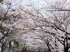 夙川桜