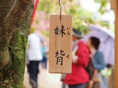 ２０１２　大阪造幣局　桜の通りぬけ　雨に咲く　桜花ー１