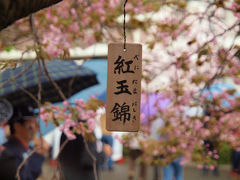 ２０１２　大阪造幣局　桜の通りぬけ　雨に咲く桜花ー２