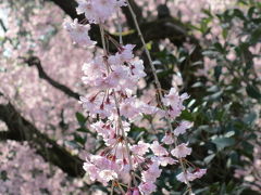 二条城 桜の園（京都府・京都市）