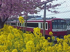 三浦河津桜と油壺マリンパーク