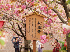 ２０１２　大阪造幣局　桜の通り抜け　雨に咲く　桜花ー３