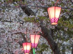 20120408 長崎に帰国しました。んで、ちょいと風頭公園に花見なぞ…