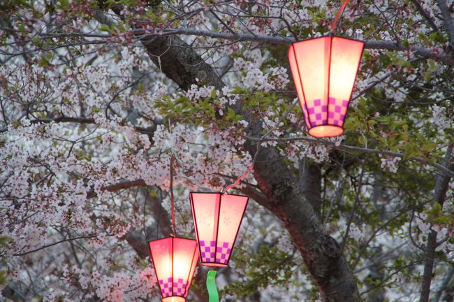 中国やら東南アジアやら彷徨って、5カ月ぶりの日本です。<br /><br />んでも、初めて訪問する長崎。観光気分かな？とりあえず、桜を見られる所訪ねて行きます。少々遅いのは承知の上ですが。