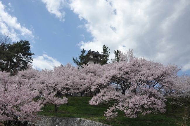桜の開花が大分遅れた今年、思い立って高遠の桜を見に日帰りバスツアーを申し込みました。<br />天気予報を見て行ったかいがあり、お天気に恵まれた上、まさに時期ぴったりで、高遠城址公園は満開のコヒガンザクラで薄いピンクに覆われていました。<br />