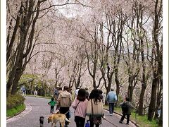 Solitary Journey［1032］春色輝く高原、枝垂れ桜並木がきれいでした。＜春のお花観賞日記♪世羅甲山ふれあいの里＞広島県世羅町