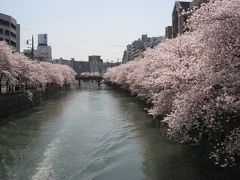 横浜・大岡川の桜　２０１２