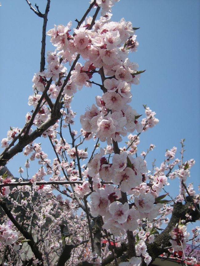 例年はお花が満開の時期を選び計画を立てた<br />昨年のあんずの里日帰り旅行。（2011/4/12）<br />平地でも一分咲きでお花見を堪能出来ず<br />がっかり！！<br /><br />あんず製品のお土産を購入して<br />『来年リベンジだ！！』と心に決め帰宅。<br /><br />今年はまた昨年同様寒い日が続き<br />4月20日過ぎで計画を立てる。<br /><br />4月半ば過ぎに暖かい気候が続き<br />『今年は落花か…』っと開花情報に<br />一喜一憂しながら当日を迎える。<br /><br />関越花園IC午前9：18に出発<br />途中トイレ休憩を上里SA・佐久平SAに立ち寄り<br />あんずの里横嶋物産（昨年お土産購入したお店）午前11：05到着<br />最初にお土産やへ立ち寄ったには深い理由が！<br /><br />昨年干しあんずの砂糖付け『黄金あんず』を2袋購入<br />家に帰りあまりの美味しさに<br />殆ど私が食べてしまい主人が立腹！！！<br />主人にとってはお花見のリベンジと<br />『黄金あんず』のリベンジを兼ねたあんずの里旅行だったので<br />大人買いをして安心したところでお花見に。<br /><br />平地では落花し始めでしたが高台の<br />薬師堂では桜もあんずも満開！！<br /><br />昨年のリベンジプラス桜のお花見も叶い<br />一同お喜び！！大満足のあんずの里でした！！<br /><br />あんずの里を後に屋代の『一松亭』さんで<br />おしぼり蕎麦を食し、松代大本営地下壕へ…。<br /><br />part?へ続く！！<br /><br />