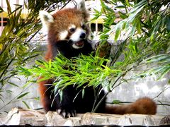 春のレッサーパンダ紀行【５】　みさき公園　大人パンダの集う公園 海外出張帰りのリフレッシュに・・・