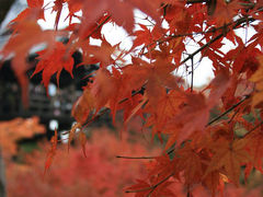 紅葉いろいろ、東福寺と毘沙門堂、美味しい関西4