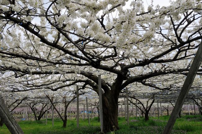 安曇野に住む長男・孫と松代のホテルで待ち合わせ夕食を共にと、出かけてきました。