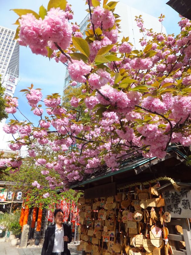 マレーシア旅行記を１回お休みにして、１年ぶりの大阪旅行記です！<br /><br />今年も春の大阪へ♪<br />一番楽しみにしてたのが、大阪の春の風物詩、造幣局の桜の通り抜け～。<br />満開の八重桜に、春の大阪の魅力を実感！<br /><br />でもせっかく来た大阪、これだけじゃ終われない…！<br />今回も大阪の街をあっちへこっちへ徹底散策～。<br /><br />たこ焼き巡りに串カツ屋の夜、きたなトランのお好み焼きに日本一治安の悪い街、しずちゃんの願い事発見！まで、やっぱ大阪は面白い！！<br /><br />迷うことなくこの街は、満点大笑！でしょう～♪