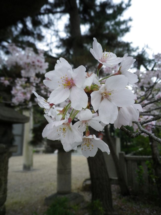 毎年京都に桜を見に行きます。<br />この数年は行き過ぎなので今年は行かない、とも思ったけれど<br />やはり見たくなりました。<br />今年は二条城の夜桜、清水、醍醐の旅です。