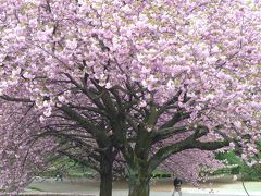 東京ぶらぶら　新宿御苑　遅咲きの桜