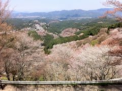 桜狩。