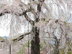 【京都桜2012】 ～ 円山公園から知恩院まで ～