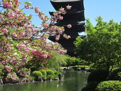 京都・三十三間堂・養源院・智積院・東福寺・東寺