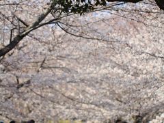 千葉市ぐるり旅【21】～春の訪れを感じる満開の桜並木☆～青葉の森公園(お花見2012)