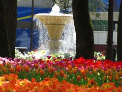 【スプリングフェア２０１２】　横浜公園のチューリップ　満開！！（噴水側）