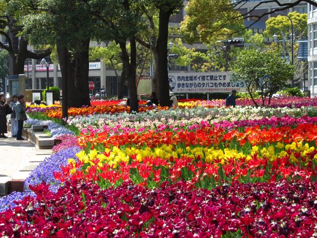 【スプリングフェア２０１２】　横浜公園のチューリップ　満開！！（横浜市役所側）