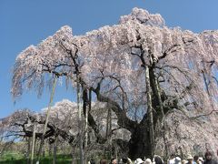 震災にも原発にも負けずに天まで昇れ瀧桜