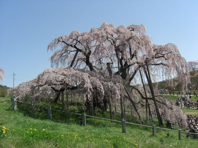 目を三春滝桜、今が盛り