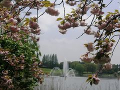 ＧＷ一日目　久喜菖蒲公園で八重桜や野草を楽しむ