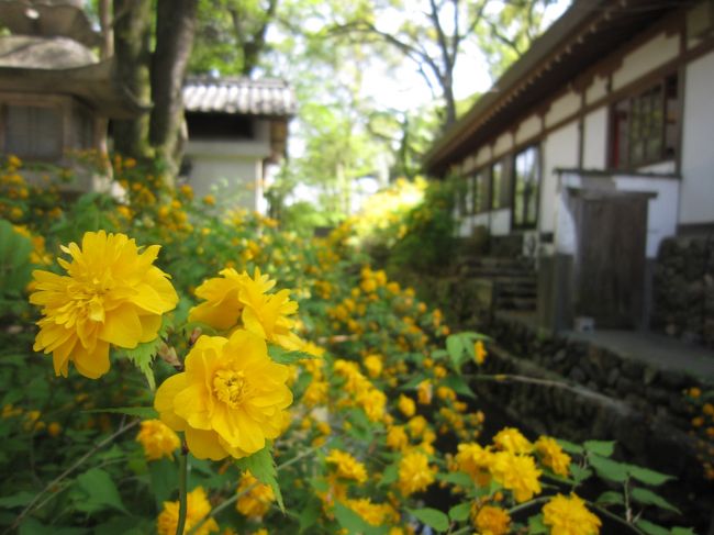 久々に京都を歩きに行きました。<br /><br />新緑の大原に行くか、山吹が見頃の松尾大社に行くか、<br />京都駅に着くまで悩んで松尾の方に行くことに。<br /><br />松尾・嵐山方面も新緑と青い空と色々な花がとっても映えて、<br />また初めて行ったお寺もことごとく素敵で大満足の一日でした。<br /><br />京都駅（10:30頃出発）<br />↓　バス<br />苔寺で下車（バス代270円）<br />↓　徒歩<br />「柚の茶屋」のとろろそばで昼ごはん<br />↓　徒歩<br />地蔵院（竹の寺）(拝観料500円)<br />↓　徒歩<br />月読神社<br />↓　徒歩<br />松尾大社<br />↓　徒歩<br />嵐山・渡月橋<br />↓<br />嵐山「ex cafe」でお茶<br />↓　嵐電「嵐山」駅から「太秦広隆寺」駅へ（電車代200円）<br />広隆寺（拝観料700円）<br />↓<br />大映通り商店街<br />↓　帷子ノ辻からバス（バス代220円）<br />京都駅へ（18時頃着）<br /><br /><br /><br />