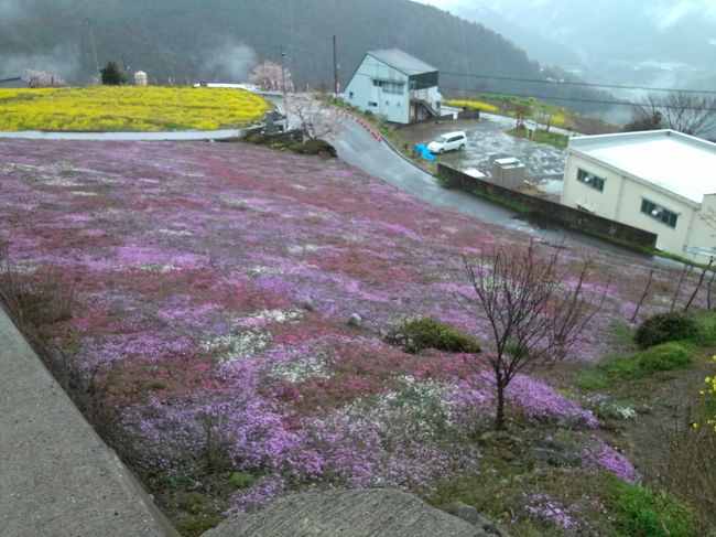 そうだ花見に行こう！お天気は良くないけど人はすくないかも、とおもいたって出かけてみた。早朝出発,山間部はやはり雨,遠来の旅人をもてなすように花々はしっとりと迎えてくれた。