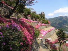 美郷、高開の芝桜