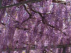 伊東温泉　松川河口　藤の広場の藤が見ごろとなっています。　２０１２年４月２９日