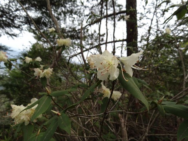 岐阜県加茂郡七宗町の市民の里山、納古山ハイキングをしてきました♪<br />天気にも恵まれ、気持ちよく運動できた一日でした。<br /><br />本日のメンバー：山姥、Ｍさん（初対面）、さや犬