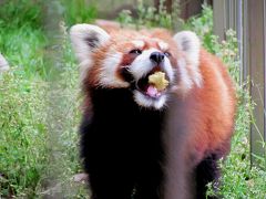 春のレッサーパンダ紀行【６】　池田動物園　お久しぶり！！ダイチ君、ひよりちゃん 初めまして！！フィンフィンちゃん