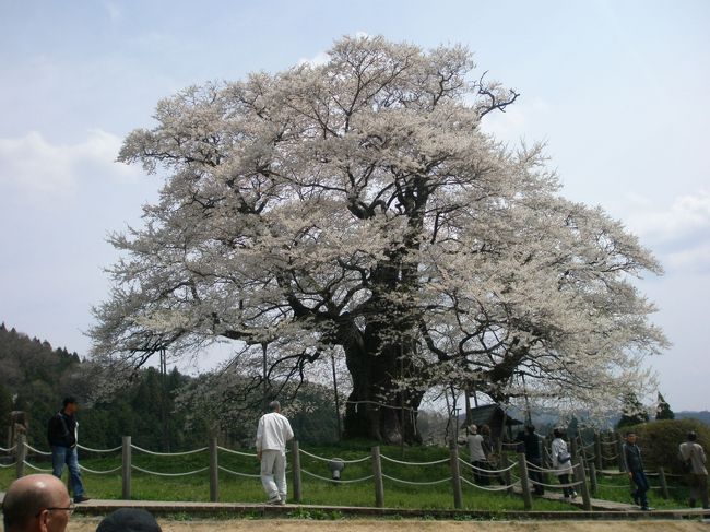 桜を見に行きました。今まで何度か行こうと思いましたが、交通渋滞が気になり、なかなか行けませんでした。片道１車線の山道を延々と登っていきます。途中からは渋滞で、なかなか前に進みません。途中から歩いて上る人が多数見受けられました。（運転している人は駐車場まで頑張ります。）平日なら９時から１０時頃までに行けば１時間程度の渋滞ですみそうです。それ以降だと３時間程度は我慢です。でもついたときの感激は大きいです。満開の桜は見事です。