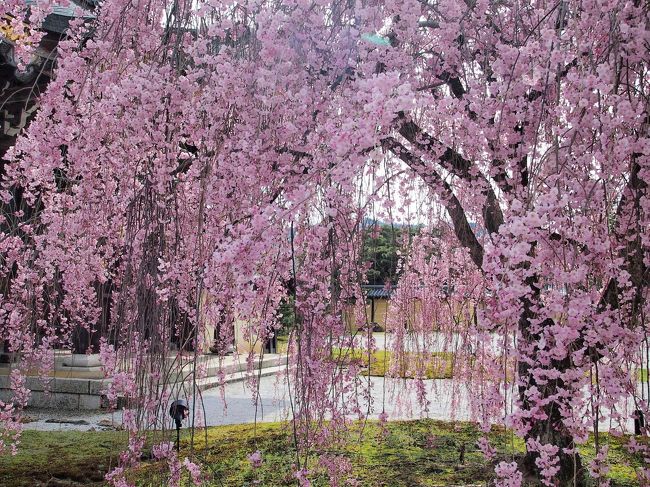 【旅の２日目後半。嵯峨野散策（所要約３時間半）】<br /><br />２日目の午前中は渡月橋から天龍寺を観てきましたが、午後はこれから嵯峨野に点在する古寺をぷらぷらと散歩しながら訪れてみることに。<br /><br />奥嵯峨野のお寺は、それぞれしっとりとした落ち着きを持つ境内に桜がアクセントを加えていて、この季節に訪れた醍醐味を感じることができました。<br />そして、鳥居本の重伝建地区の歴史ある街並みを歩き、最後は大覚寺の典雅な伽藍と美々しい桜を眺めてきました。<br /><br />１泊２日の旅、春爛漫の京都を歩き、どうやらその魅力（魔力）に取り憑かれてしまったようです…。<br /><br />〔旅の２日目後半の行程〕<br />・嵯峨野 竹林の道 ～ 常寂光寺 ～ 二尊院 ～ 祇王寺 ～ 嵯峨鳥居本重伝建保存地区 ～ あだし野 念仏寺 ～ 愛宕神社一之鳥居 ～ 大覚寺 ～ 大沢池 ～ JR嵯峨嵐山駅 ～ JR京都駅 ～ 東京<br /><br />〔１日目の旅行記～銀閣寺から哲学の道を歩き平安神宮へ～〕<br />http://4travel.jp/traveler/akaitsubasa/album/10661369/ <br />〔２日目前半の旅行記～桜咲きほこる嵐山渡月橋と天龍寺のしだれ桜～〕<br />http://4travel.jp/traveler/akaitsubasa/album/10662752/