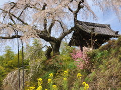 菜の花と桜のコラボを楽しもう　観音寺・地蔵禅院のほほん記