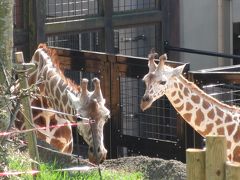 動物園の赤ちゃんに会いに！到津の森公園