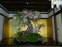 『盆藤展』って初めて見ました！◆奈良市・国際奈良学セミナーハウス（旧・世尊院）