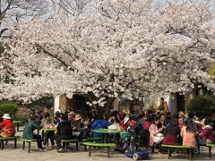 20120405 上海 上海植物園までお花見に