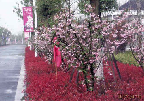 今年（2012年）の桜開花予想は当初寒さの為４月１０日頃との予想が出されたが直近で早まり既に葉桜となってしまった。染井吉野は終わってしまいましたが八重桜が満開でしたので良かった。また今は桜だけでなく桃、菜の花、牡丹など多くの花々が咲き誇っています。上海の桜は総じてまだ若く背丈も低く、日本の桜並木の様な見ごたえは有りません。桜の育て方は難しい、肥料から始まり、植える間隔が狭く根が広く張出せない、枝の広がりは根の広がりと同じと言われています。苗木の形が悪く幹が細い、根元から細い枝が何本も出ていて太い幹が有りません。桜切るバカ、梅切らぬバカ、植えて５年間が勝負だそうです。東京と上海の気候は気温、湿度、降雨量共に似ていますので技術指導があれば大きく育つでしょう。牡丹は昔から中国で育てられた花ですので見事に咲いています。他にも沢山の花が咲いています。春の上海花巡りをご覧下さい。<br /><br />