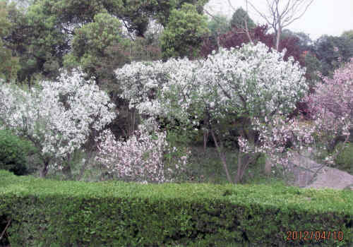 上海の魯迅公園・桜・2012年