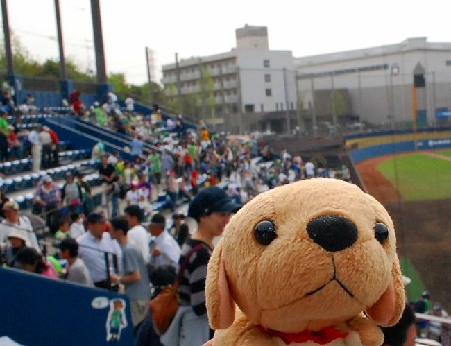 ファイターズタウン鎌ヶ谷。<br />久しぶりの鎌ヶ谷での野球観戦です。<br />横浜から六本木・茅場町・船橋・西船橋を経て、東武野田線の鎌ヶ谷駅へ。<br />そこから、バスで球場に向かいました!<br /><br />GWの序盤の日曜日、多くの人で賑わいました。<br />試合は、鎌ヶ谷0−1利府 で、負けてしまいました。<br />負け投手、糸数でしたが、勝ち投手にしてあげたい感じでしたね。<br /><br />