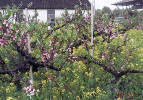 今年（2012年）の桜開花予想は当初寒さの為４月１０日頃との予想が出されたが直近で早まり既に葉桜となってしまった。染井吉野は終わってしまいましたが八重桜が満開でしたので良かった。また今は桜だけでなく桃、菜の花、牡丹など多くの花々が咲き誇っています。上海の桜は総じてまだ若く背丈も低く、日本の桜並木の様な見ごたえは有りません。桜の育て方は難しい、肥料から始まり、植える間隔が狭く根が広く張出せない、枝の広がりは根の広がりと同じと言われています。苗木の形が悪く幹が細い、根元から細い枝が何本も出ていて太い幹が有りません。桜切るバカ、梅切らぬバカ、植えて５年間が勝負だそうです。東京と上海の気候は気温、湿度、降雨量共に似ていますので技術指導があれば大きく育つでしょう。牡丹は昔から中国で育てられた花ですので見事に咲いています。他にも沢山の花が咲いています。春の上海花巡りをご覧下さい。<br /><br />